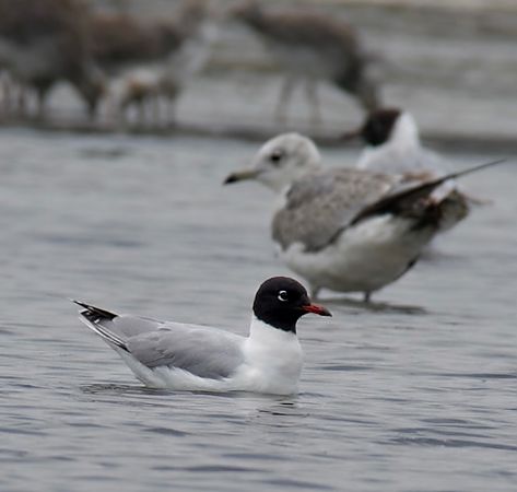 Mouette mélanocéphale  - Christa(+thomas) Pumberger