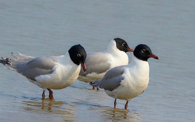 Mouette mélanocéphale  - Christa(+thomas) Pumberger