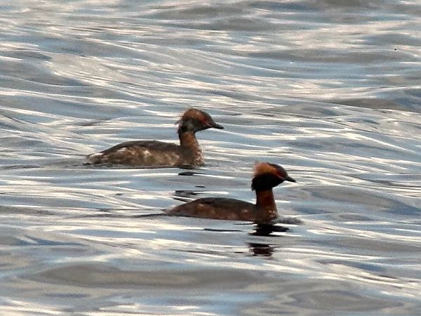 Grèbe esclavon  - Christa(+thomas) Pumberger