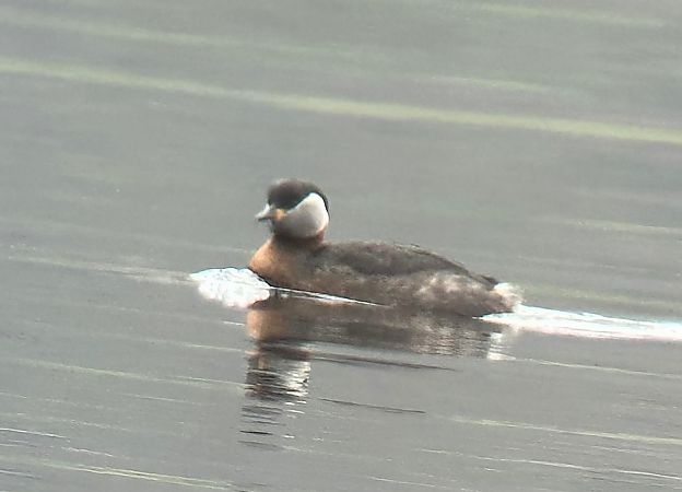 Grèbe jougris  - Christa(+thomas) Pumberger