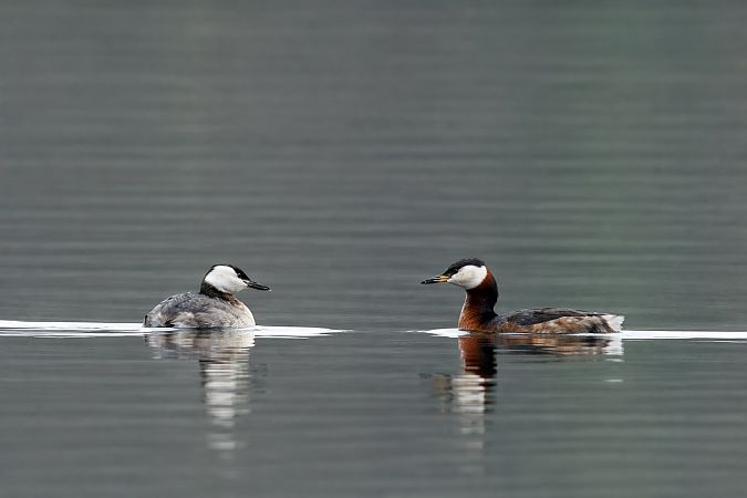 Grèbe jougris  - Christa(+thomas) Pumberger