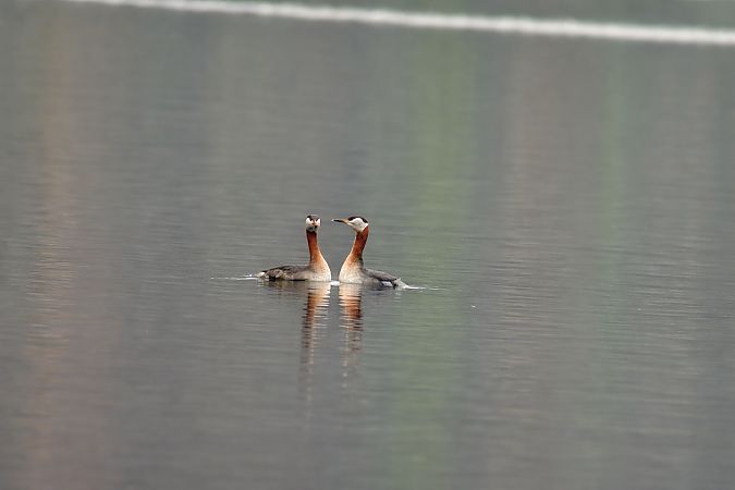 Grèbe jougris  - Christa(+thomas) Pumberger