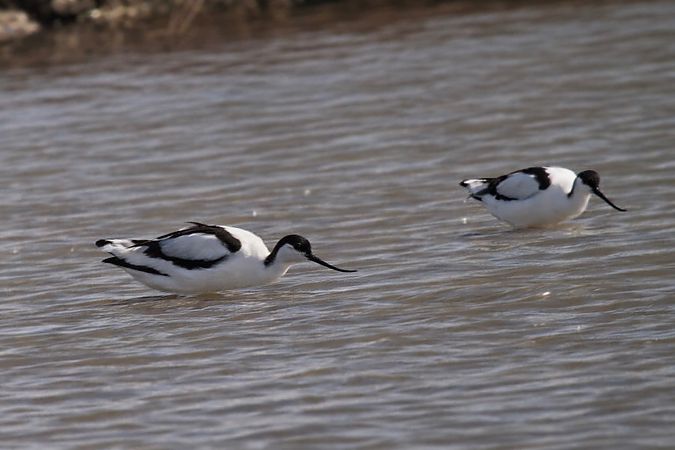 Avocette élégante  - Christa(+thomas) Pumberger