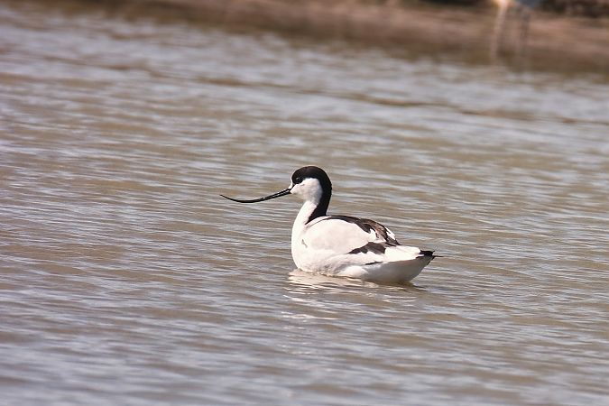 Avocette élégante  - Christa(+thomas) Pumberger