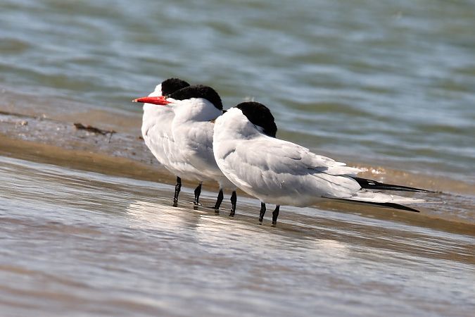 Sterne caspienne  - Christa(+thomas) Pumberger