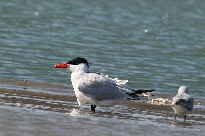 Sterne caspienne  - Christa(+thomas) Pumberger