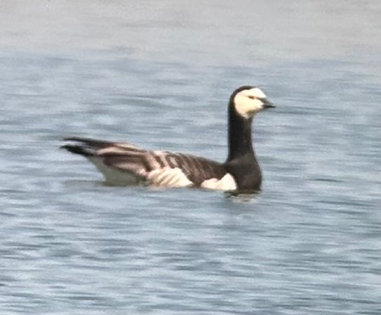 Bernache nonnette  - Christa(+thomas) Pumberger