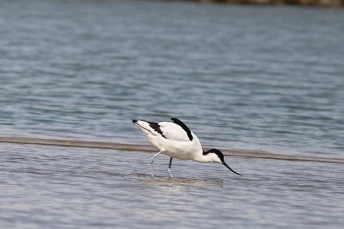 Avocette élégante  - Christa(+thomas) Pumberger