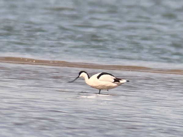 Avocette élégante  - Christa(+thomas) Pumberger