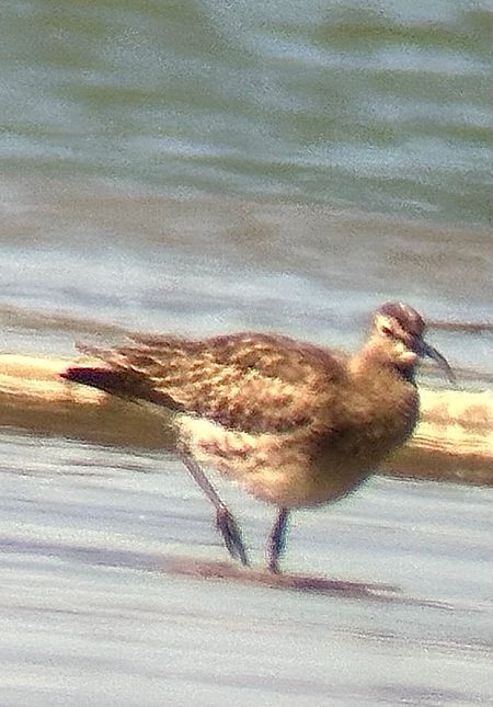 Courlis corlieu  - Christa(+thomas) Pumberger