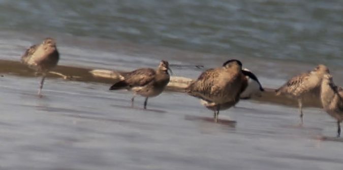 Courlis corlieu  - Christa(+thomas) Pumberger