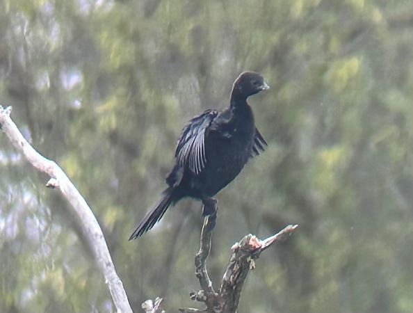 Cormoran pygmée  - Christa(+thomas) Pumberger