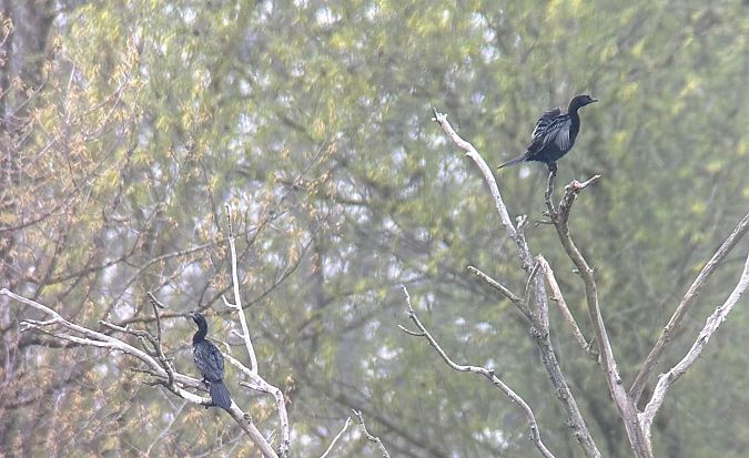 Cormoran pygmée  - Christa(+thomas) Pumberger