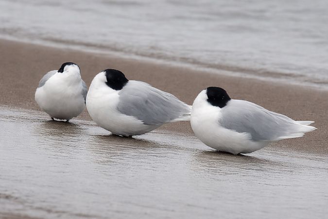 Mouette mélanocéphale  - Christa(+thomas) Pumberger