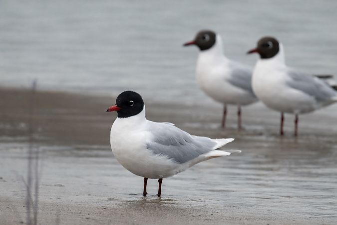Mouette mélanocéphale  - Christa(+thomas) Pumberger