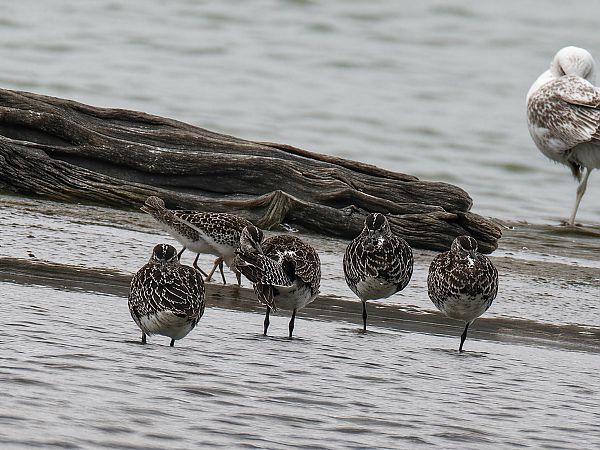 Courlis corlieu  - Christa(+thomas) Pumberger