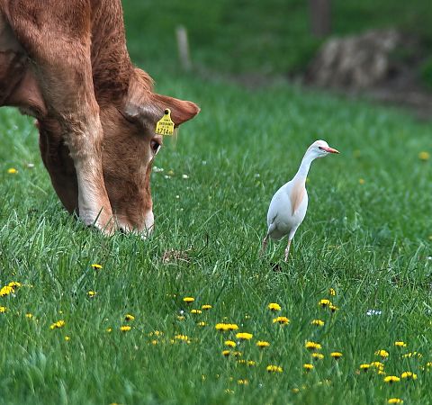 Héron garde-boeufs  - Christa(+thomas) Pumberger