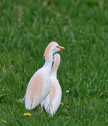 Héron garde-boeufs  - Christa(+thomas) Pumberger