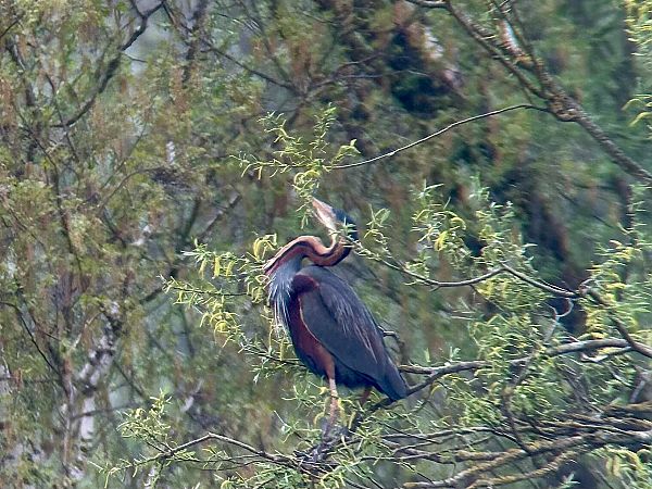 Héron pourpré  - Christa(+thomas) Pumberger