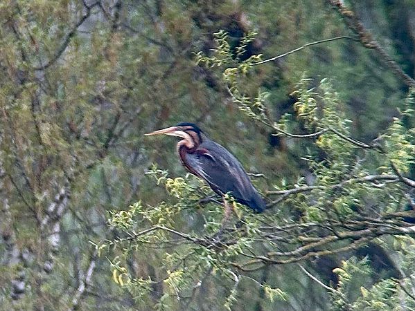 Héron pourpré  - Christa(+thomas) Pumberger