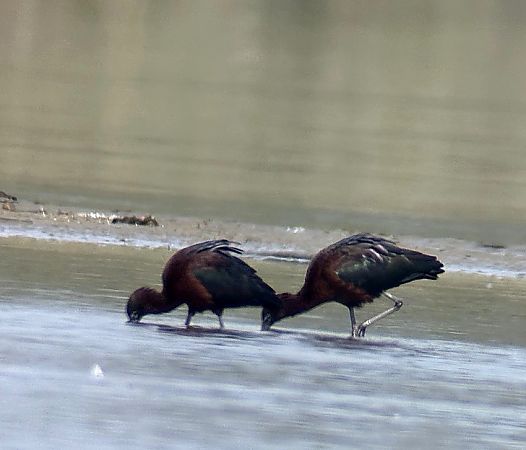Ibis falcinelle  - Christa(+thomas) Pumberger
