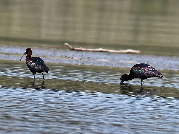 Ibis falcinelle  - Christa(+thomas) Pumberger