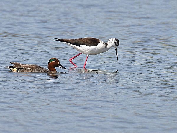 Echasse blanche  - Christa(+thomas) Pumberger