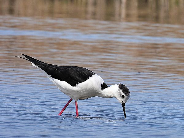 Echasse blanche  - Christa(+thomas) Pumberger