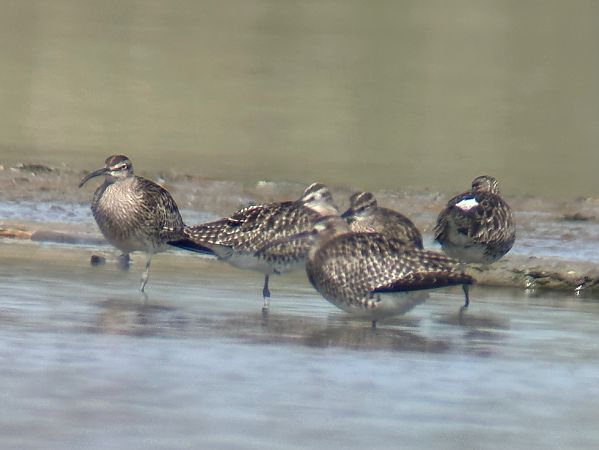 Courlis corlieu  - Christa(+thomas) Pumberger