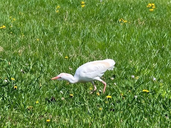 Héron garde-boeufs  - Christa(+thomas) Pumberger