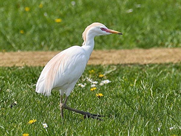 Héron garde-boeufs  - Christa(+thomas) Pumberger