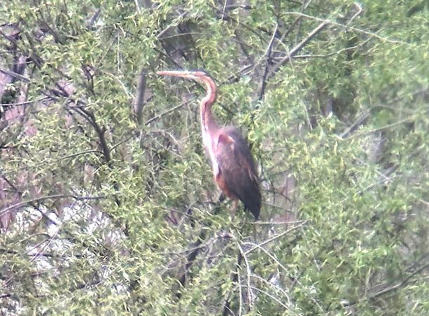 Héron pourpré  - Christa(+thomas) Pumberger