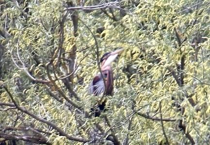 Héron pourpré  - Christa(+thomas) Pumberger
