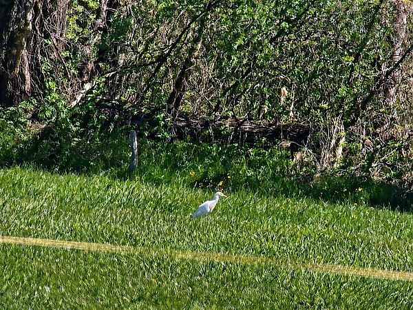 Héron garde-boeufs  - Christa(+thomas) Pumberger