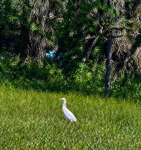 Héron garde-boeufs  - Christa(+thomas) Pumberger