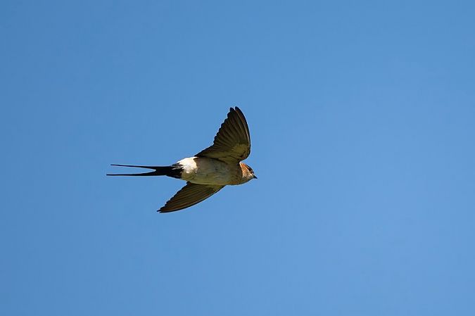 Hirondelle rousseline  - Monika und Hermann Pirker