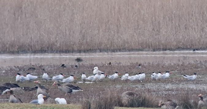Sterne caspienne  - Bernhard Zens