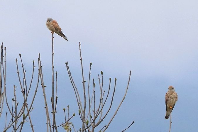 Faucon crécerellette  - Bernhard Zens