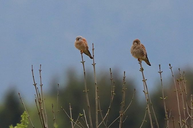Faucon crécerellette  - Bernhard Zens