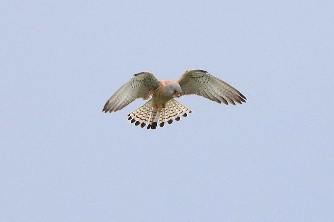 Faucon crécerellette  - Bernhard Zens