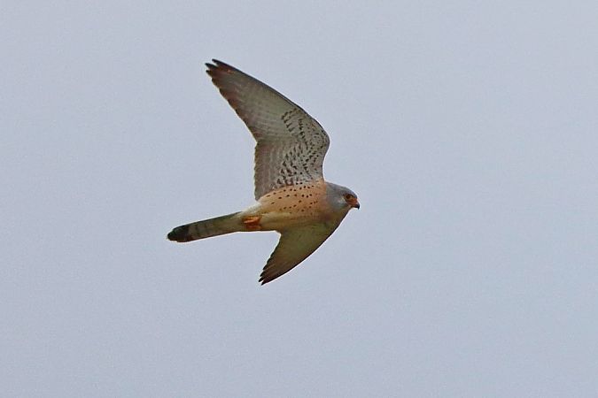 Faucon crécerellette  - Bernhard Zens