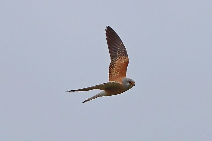 Faucon crécerellette  - Bernhard Zens