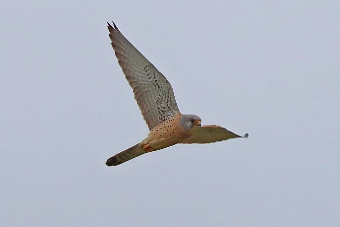 Faucon crécerellette  - Bernhard Zens