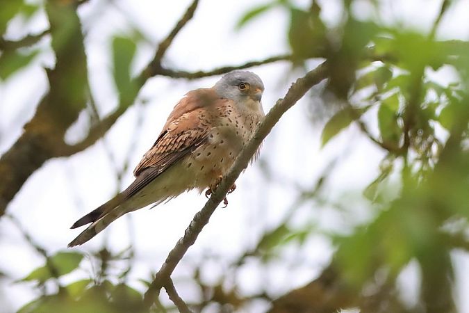 Faucon crécerellette  - Bernhard Zens