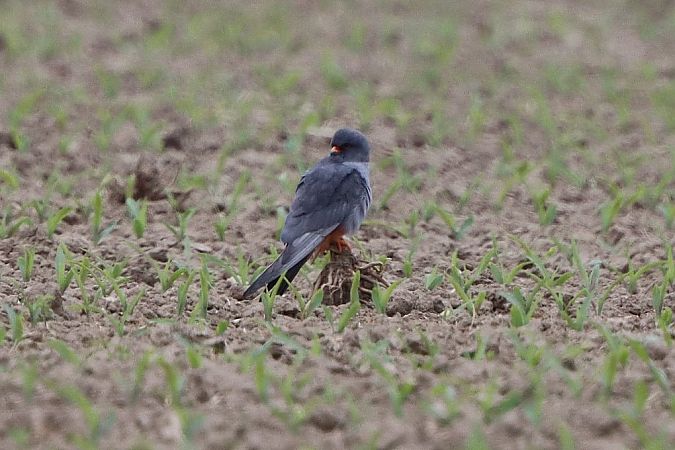 Faucon kobez  - Bernhard Zens