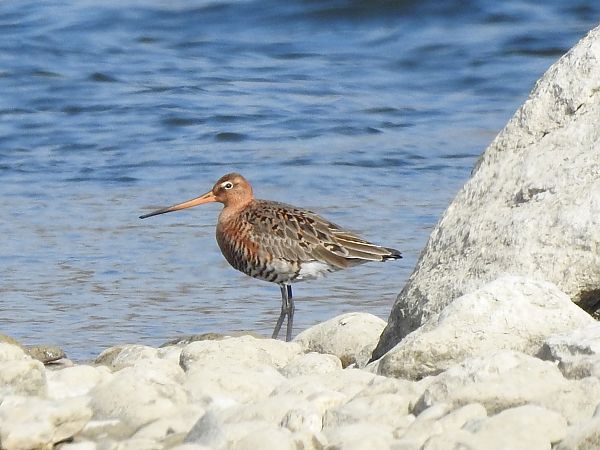 Barge à queue noire  - Roger Jagersberger