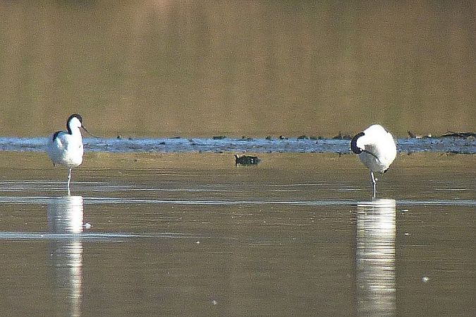 Avocette élégante  - Peter Denefleh