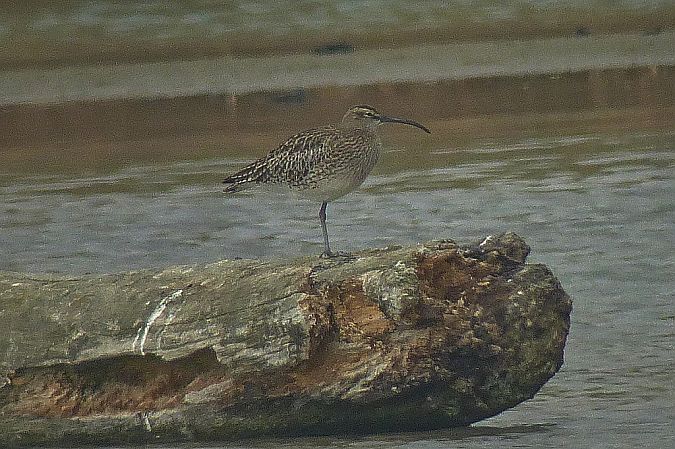 Courlis corlieu  - Peter Denefleh
