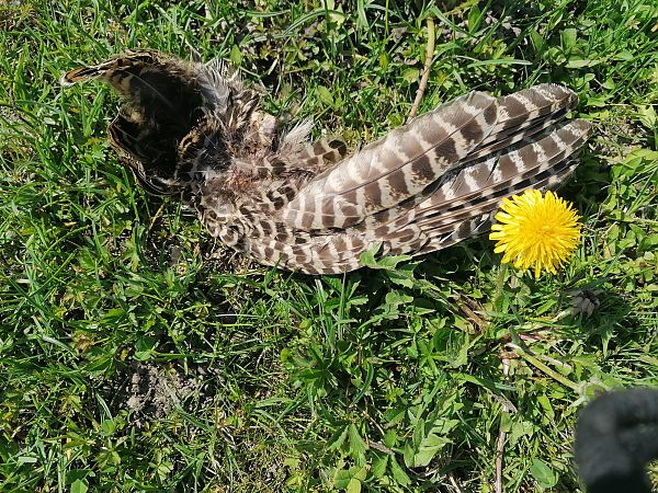 Oiseau indéterminé  - Anonyme