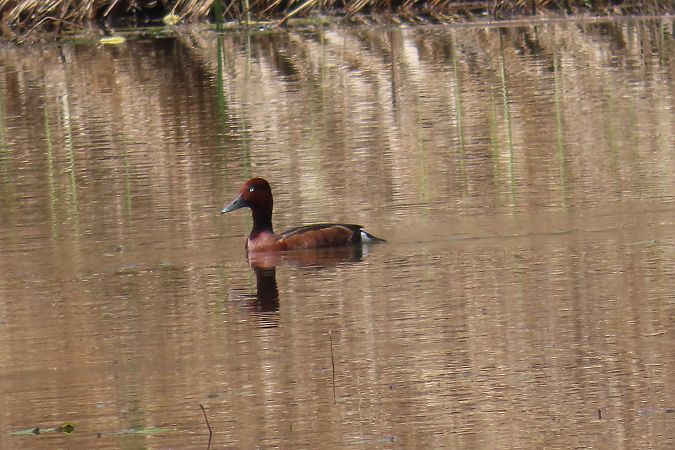 Fuligule nyroca 